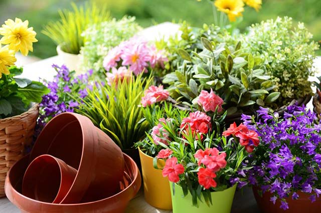 garden flowers