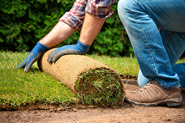 Laying sod