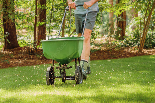 Spreading seed on lawn