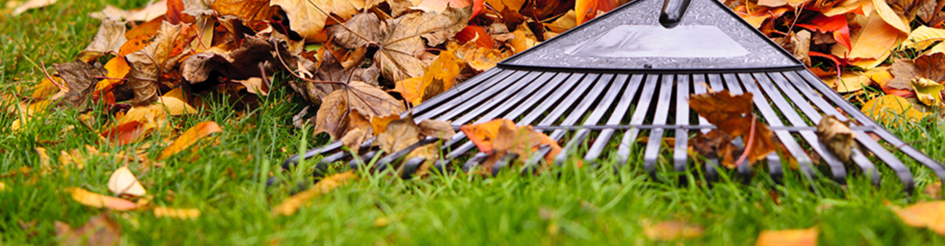 Fall Clean-up