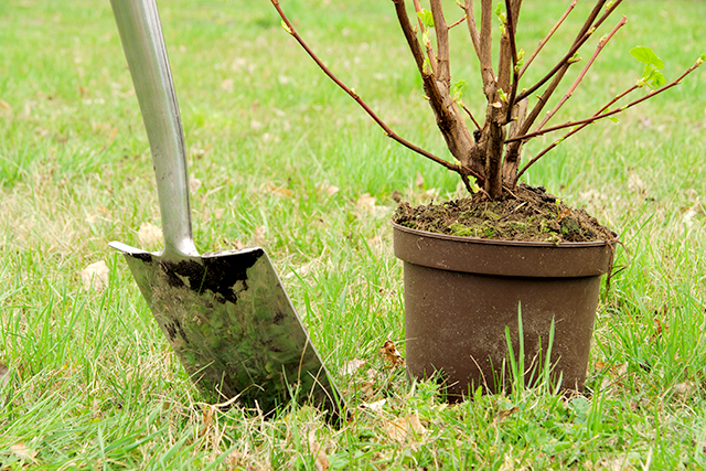 Planting Shrub