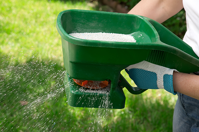 Fertilizing lawn