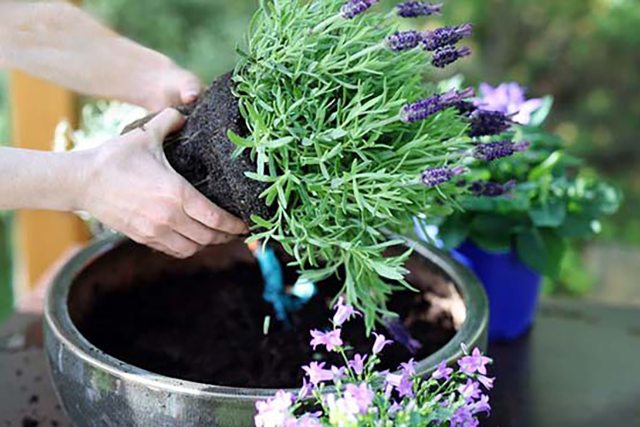 Planting herbs
