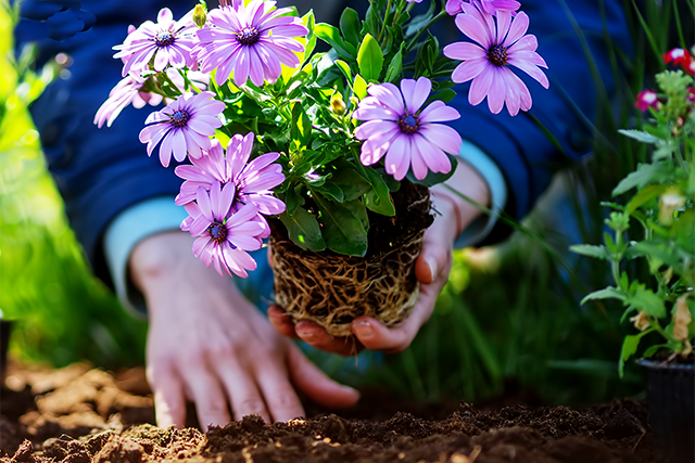 Planting flowers