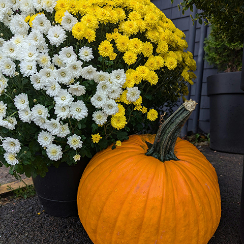 Fall Container Garden