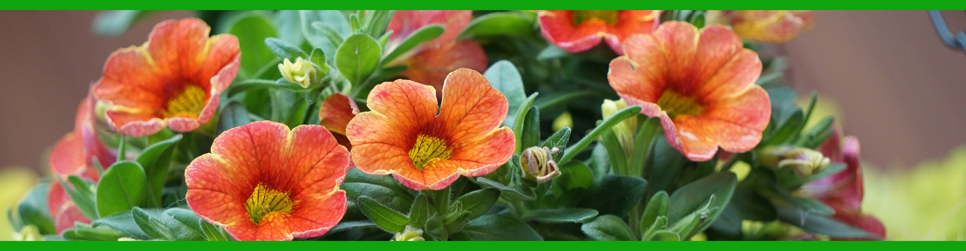 Container Garden - Petunias